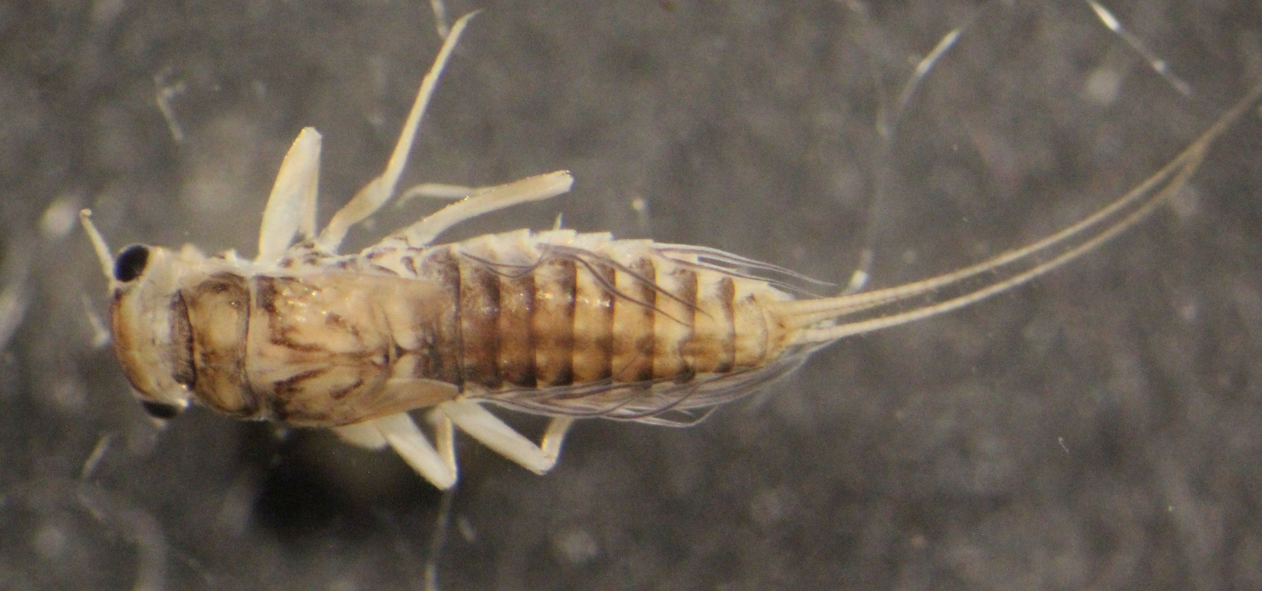 Leptophlebiidae